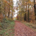 Von Waldenbuch nach Rohr 12.11.2016