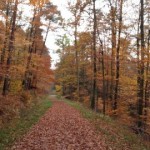Von Waldenbuch nach Rohr 12.11.2016