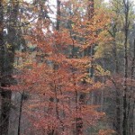 Von Waldenbuch nach Rohr 12.11.2016