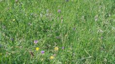 20170530_133551_resized