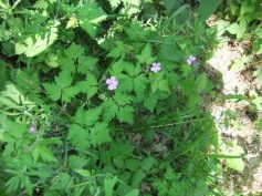 dscf5840_1